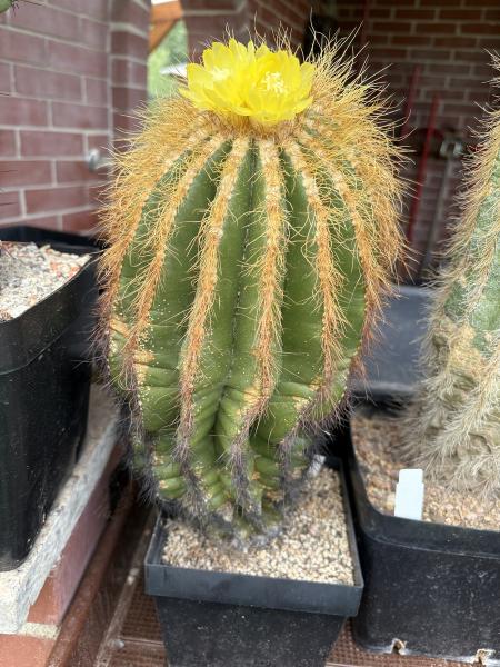 Notocactus schumannianus